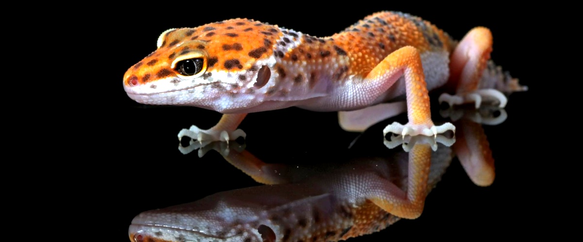 Alla scoperta dei criptobranchi: anfibi affini alle salamandre