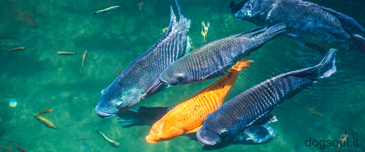Alla scoperta dei pesci d'acqua dolce dal colore verde: quali sono e come curarli
