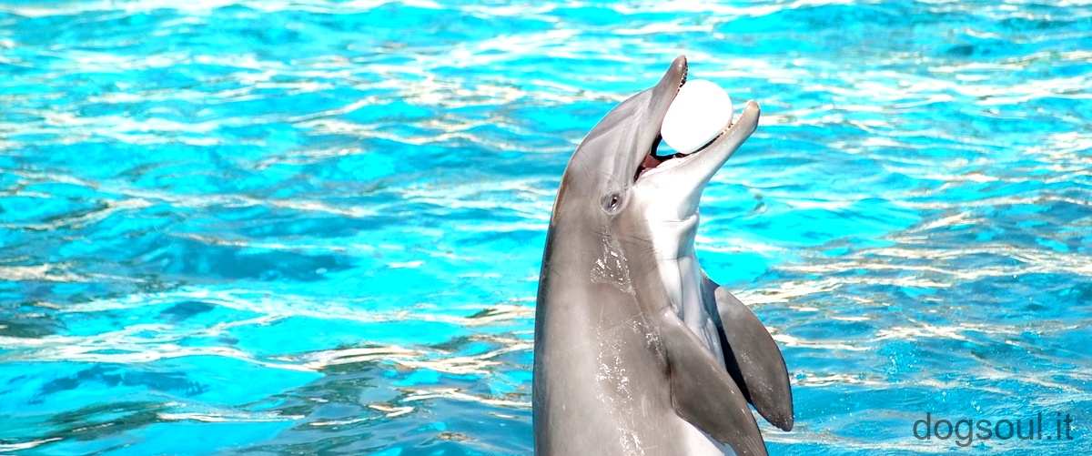 Che animale è il delfino?