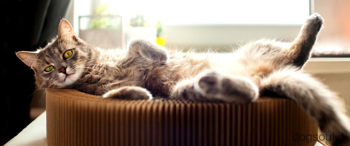 Che cosa mettere sul divano per impedire al gatto di salire?