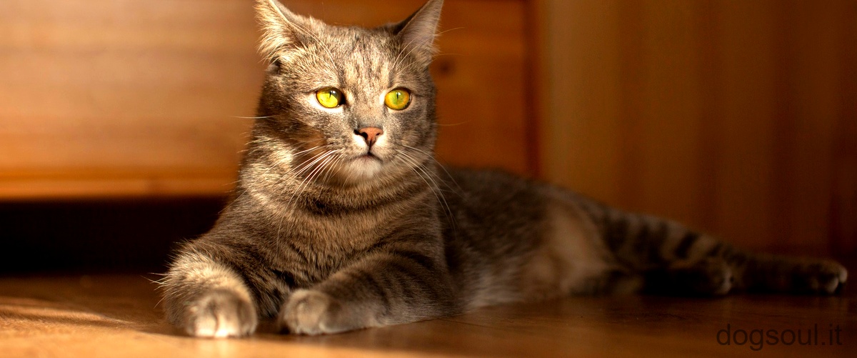 Che razza è il gatto nella pubblicità Sheba?La domanda corretta è: Che razza è il gatto nella pubblicità Sheba?