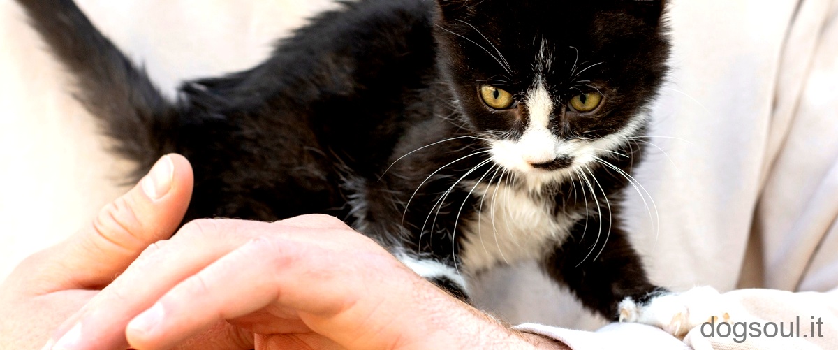 Come capire se il gatto ha la dermatite?