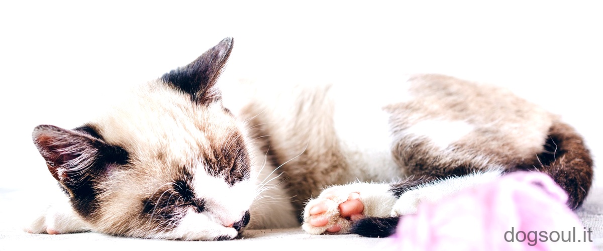 Come capire se il gatto ha la febbre senza termometro?