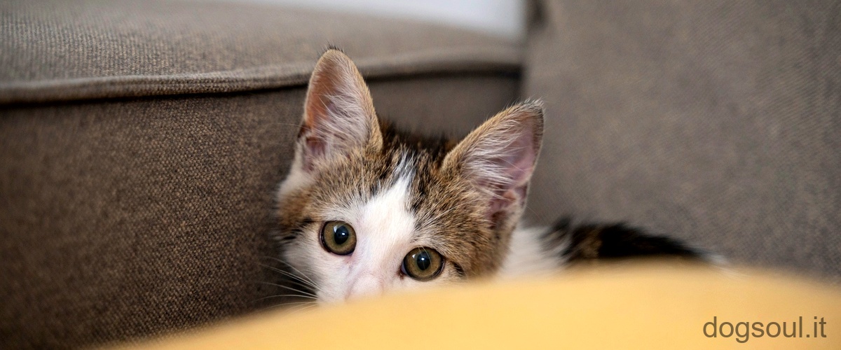 Come capire se il gatto ha problemi agli occhi?