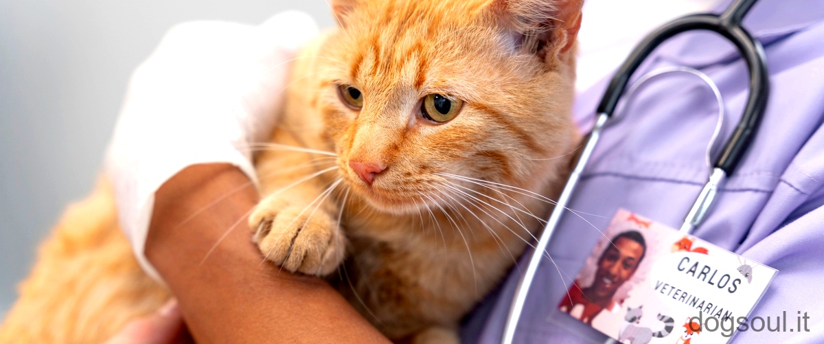 Come capire se il gatto ha un tumore ai polmoni?