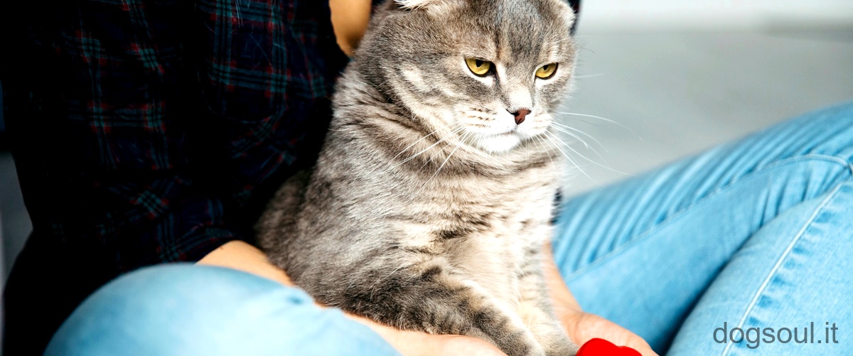 Come capire se un gatto ha la toxoplasmosi?