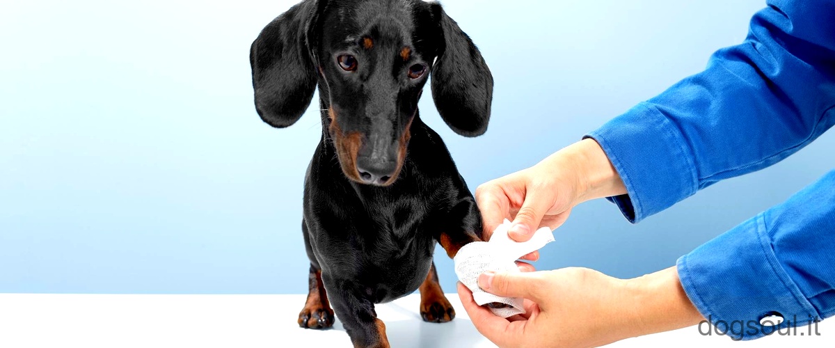 Come curare la dermatite del cane in modo naturale?