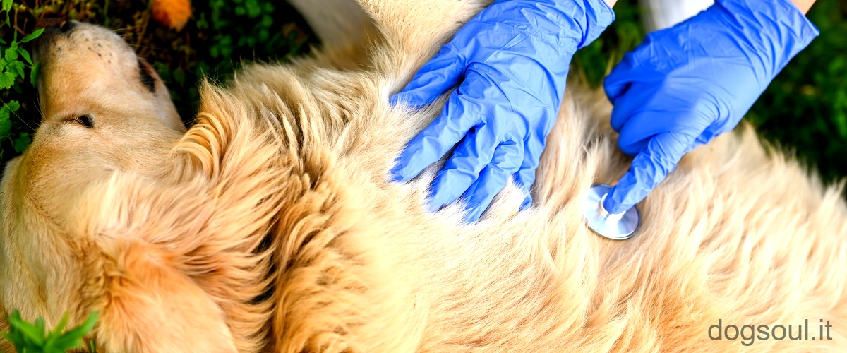 Come curare la diarrea del cane in modo naturale?