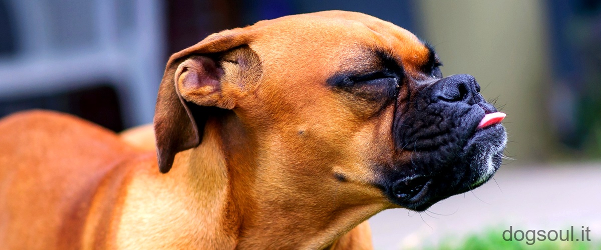 Come pulire le orecchie del cane con lotite?