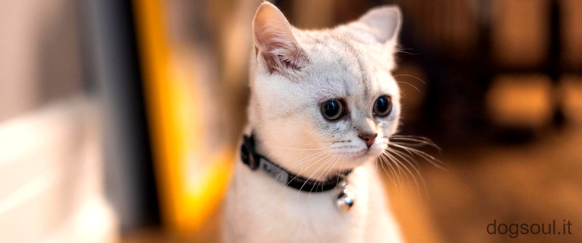 Come riconoscere un gatto British Shorthair?
