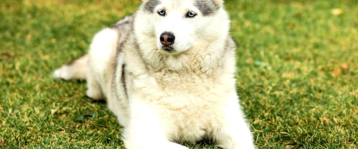 Come si chiama il cane che assomiglia al lupo?