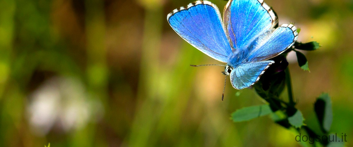 Come si chiama la farfalla più bella del mondo?