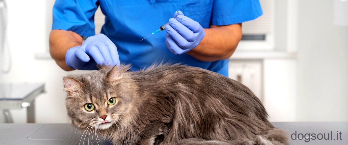 Come si comporta un gatto con un tumore?