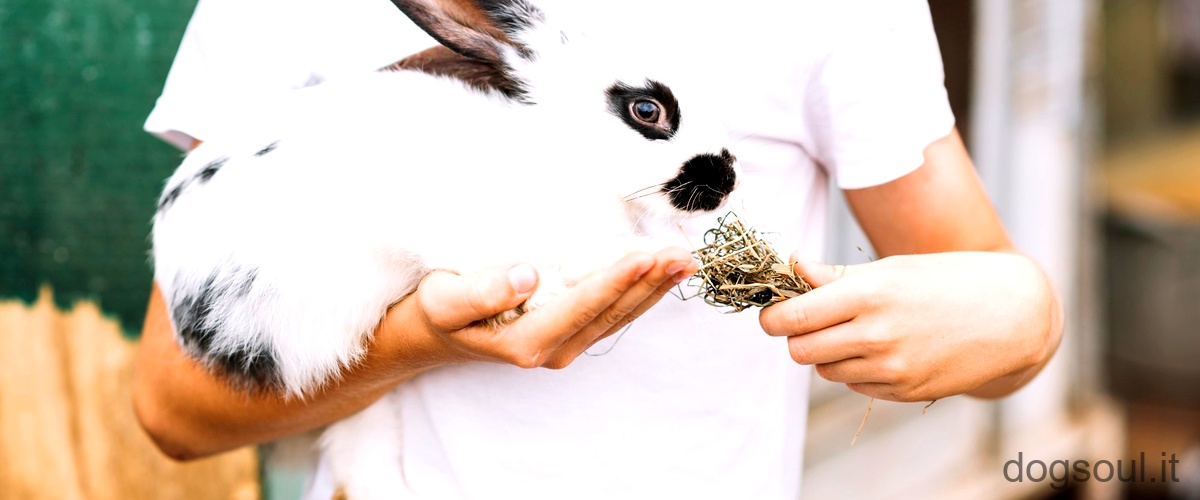 Come si fa a fare un recinto per conigli in casa?