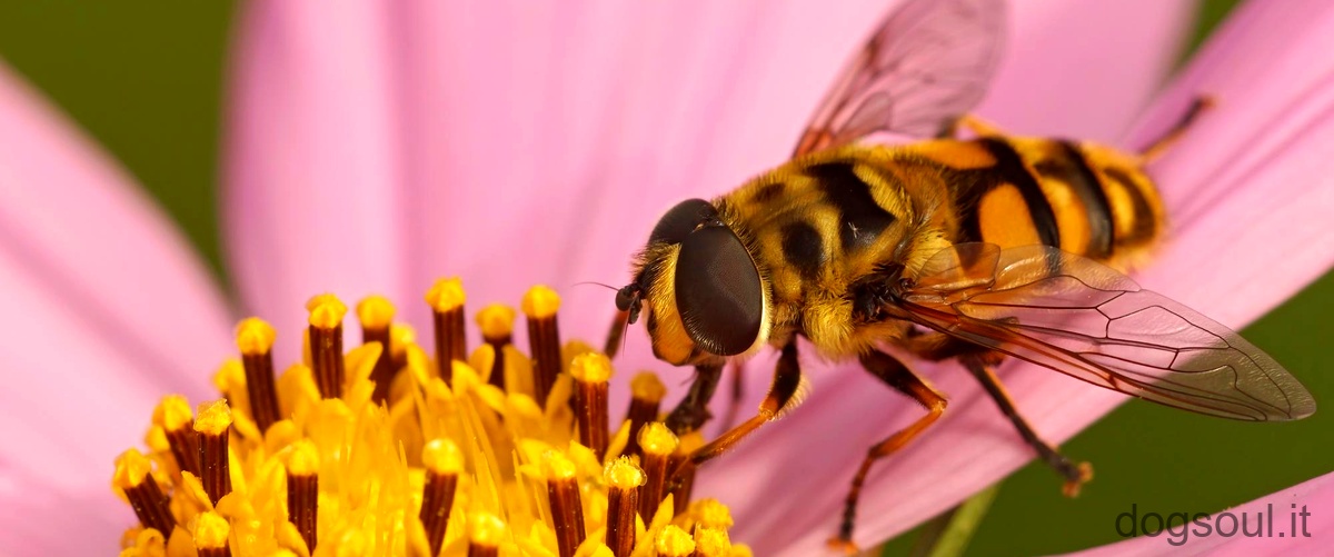 Come si fecondano le api?