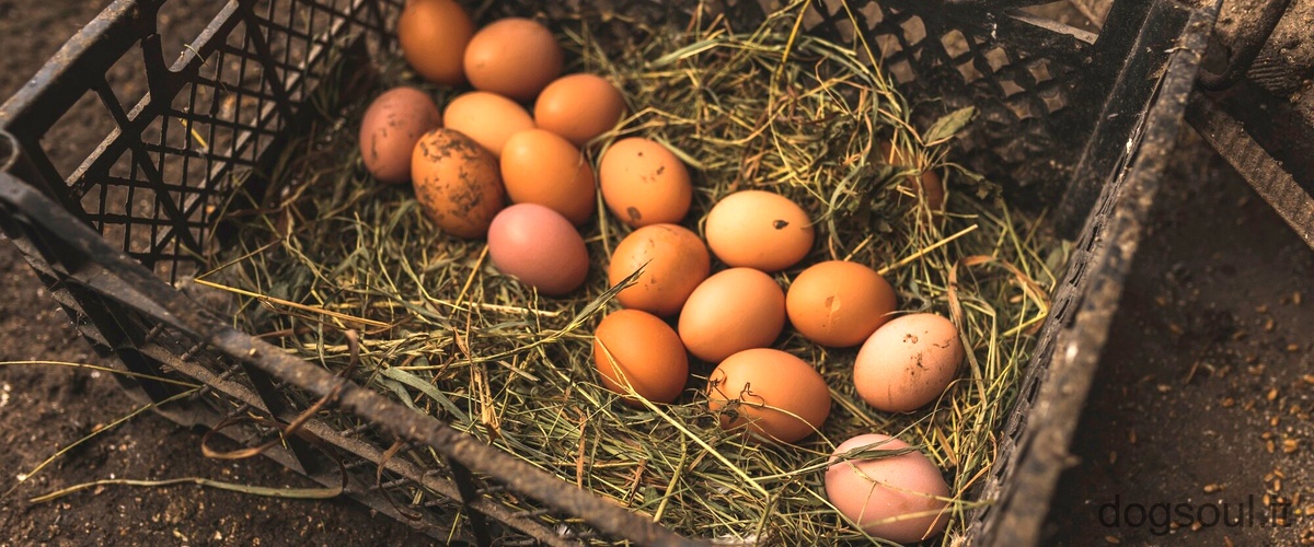 Come si formano le uova?
