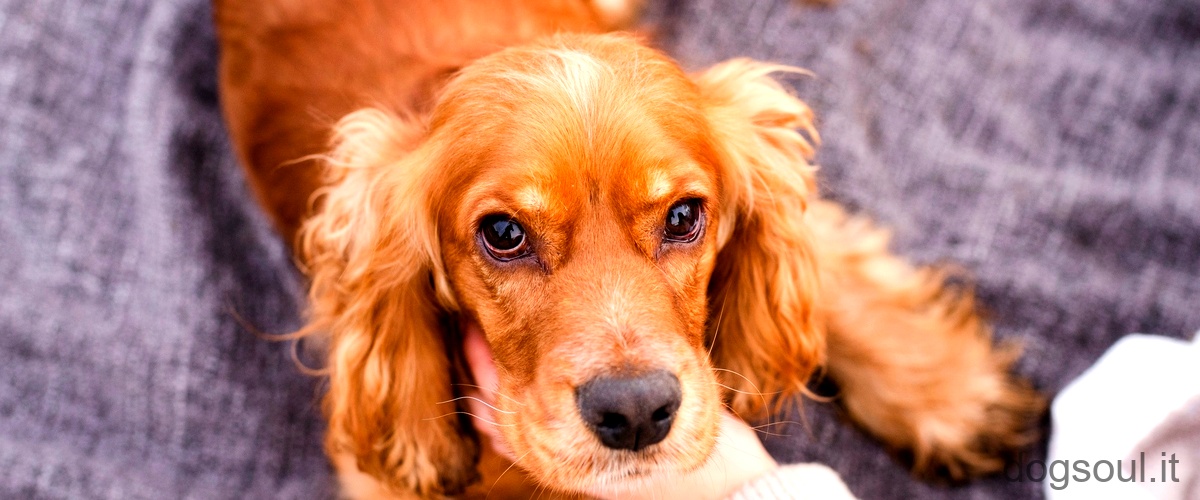 Come si può capire se il cane ha un tumore al fegato?