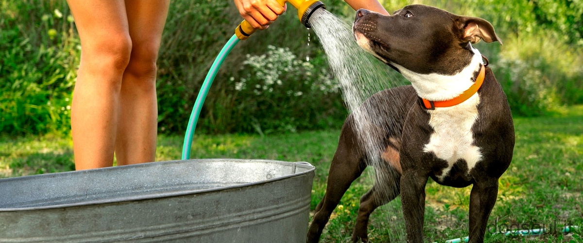 Come si può idratare il cane?