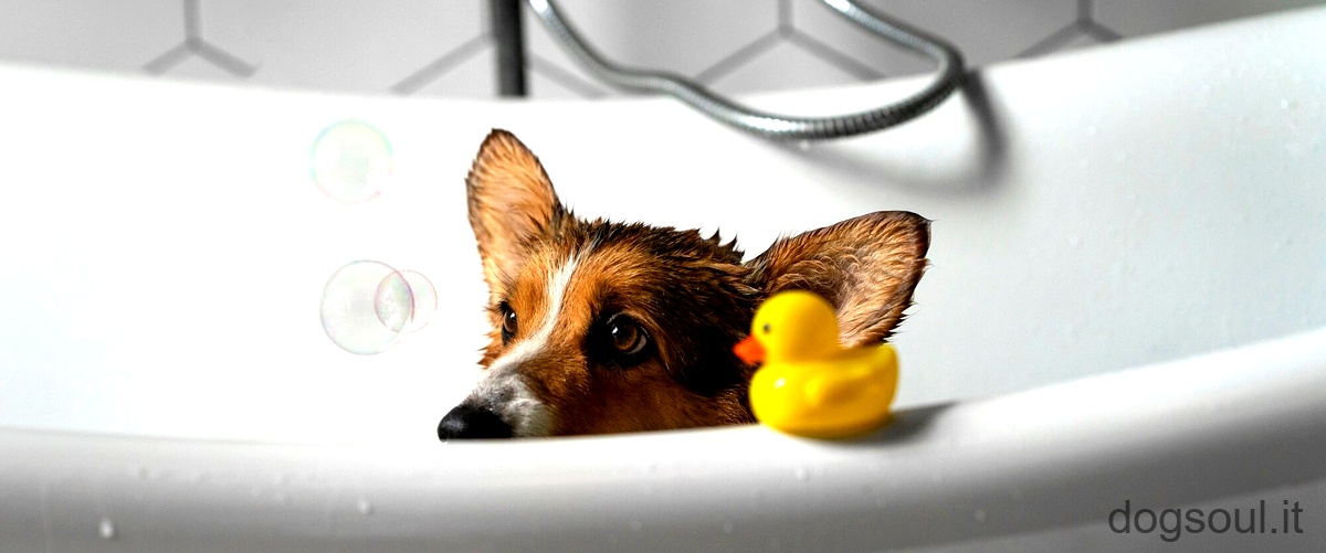 Come si può lavare il cane con lo shampoo normale?