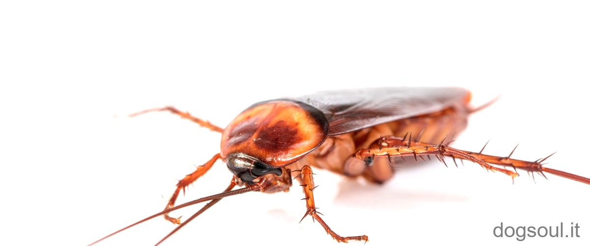 Come si uccidono le larve di mosche?