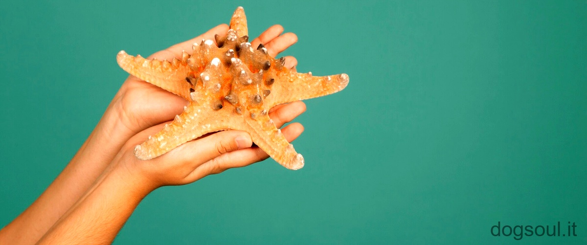 Come stelle marine ricevono informazioni?