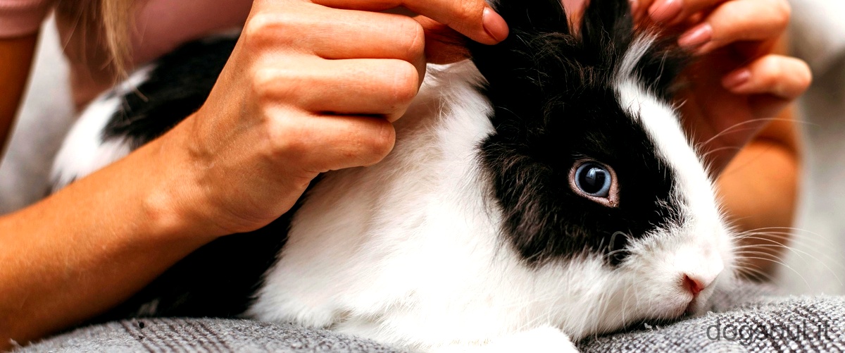 Come vedono i conigli gli umani?