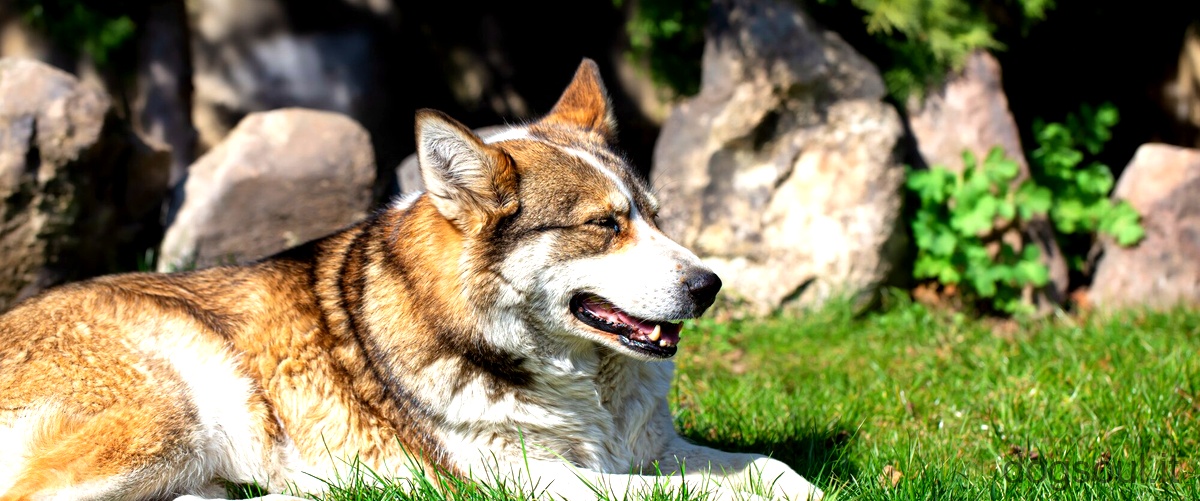 Cosa cambia tra un lupo e un cane lupo?