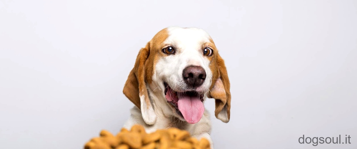 Cosa dare a un cane anziano che non mangia?