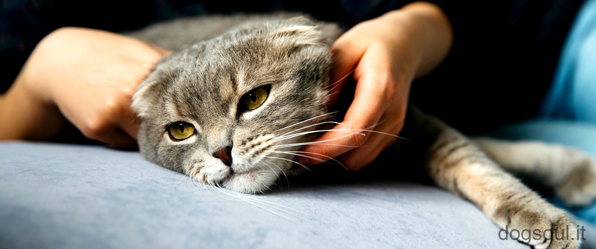 Cosa dare da mangiare al gatto se ha la diarrea?La domanda è corretta.