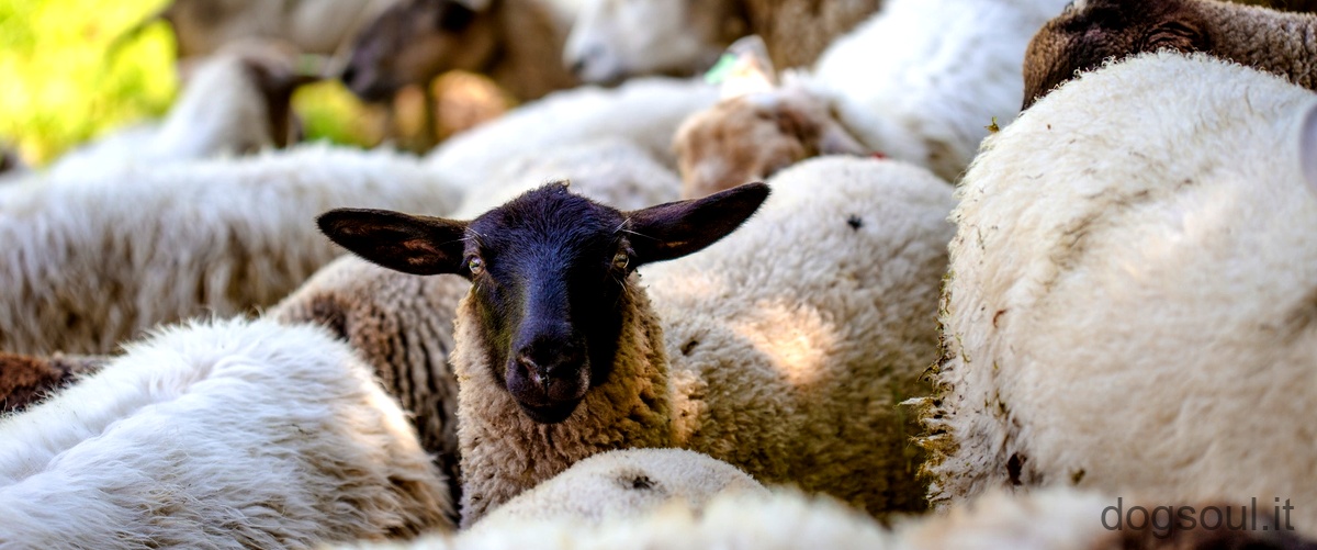 Cosa dare da mangiare alle pecore?