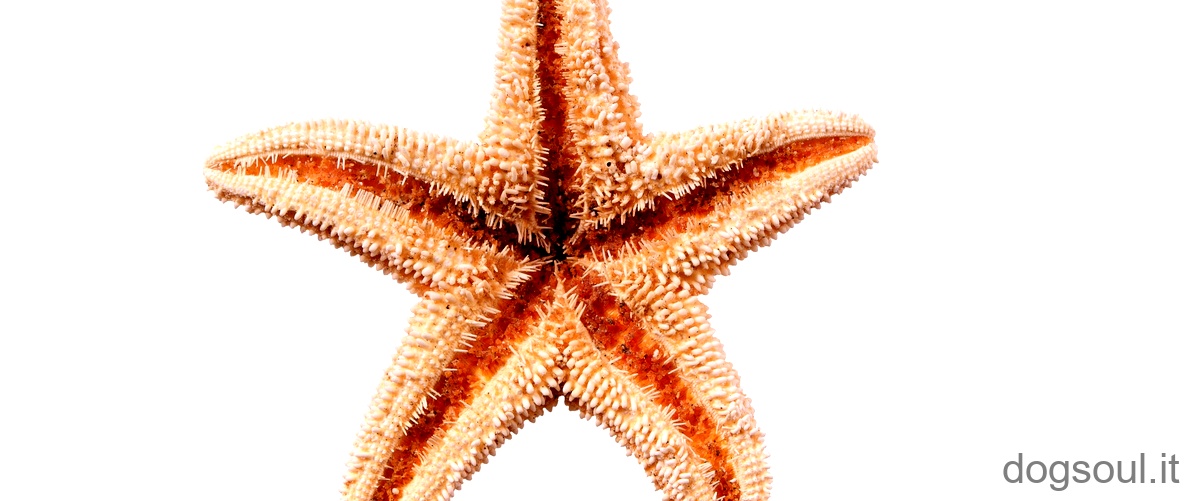 Cosa mangia la stella marina in acquario?