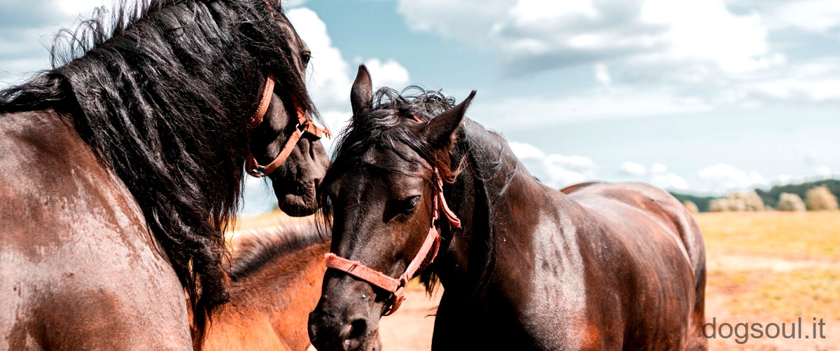 Cosa nasce da un cavallo e unasina?