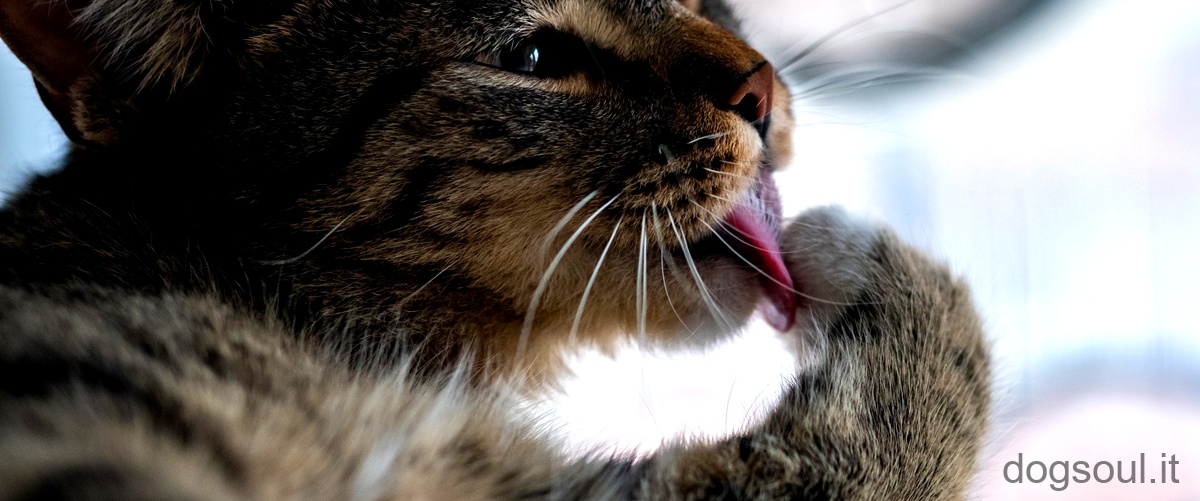 Cosa pensano i gatti dei nostri baci?