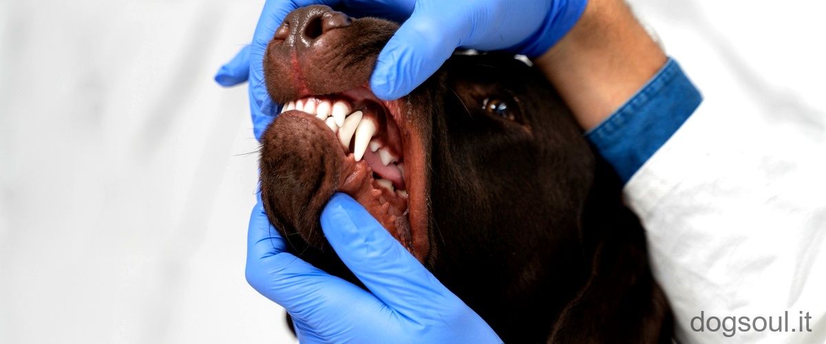 Cosa posso dare al cane per i denti?