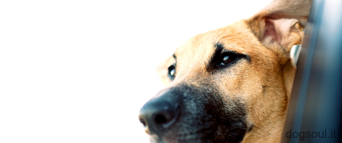 Cosa significa cane brachicefalo?