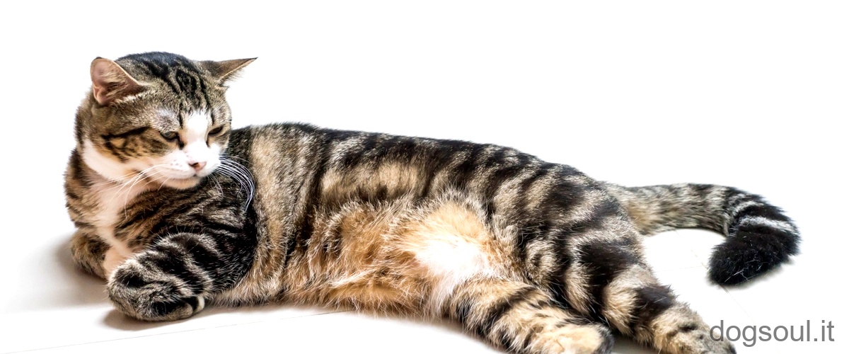 Cosa significa quando i gatti hanno la coda alzata?
