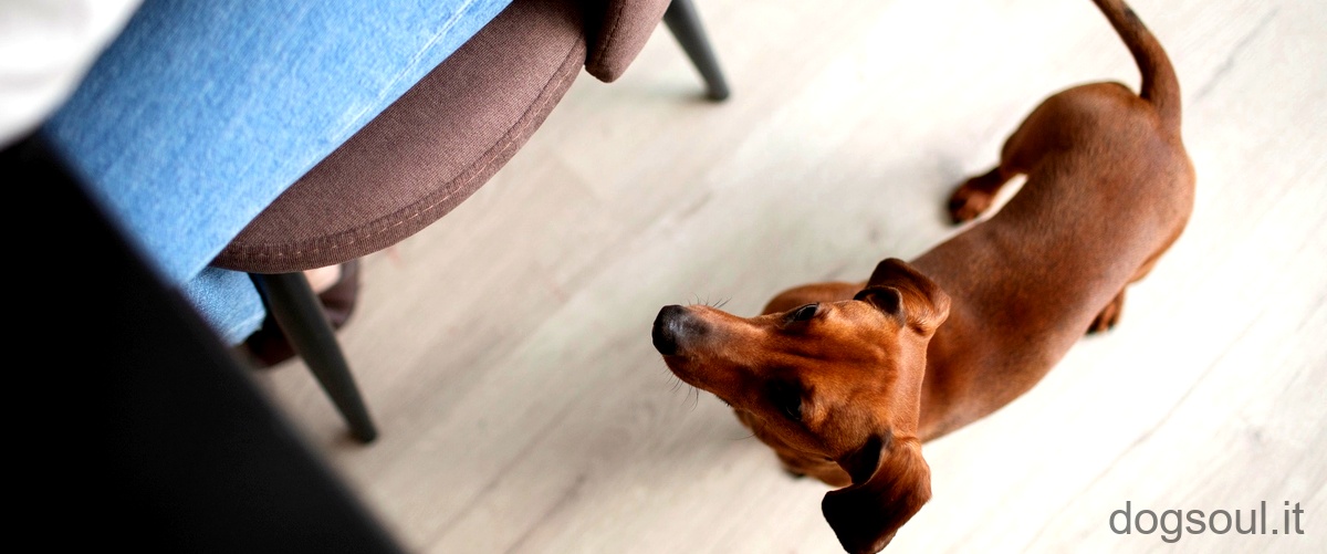 Cosa significa quando il cane si lecca le zampe?