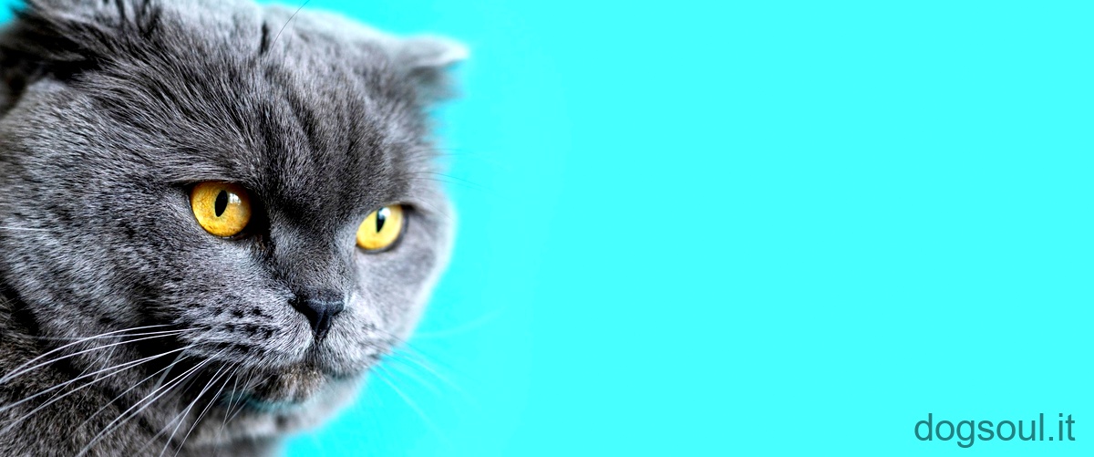 Cosa significa quando un gatto ha gli occhi gialli?