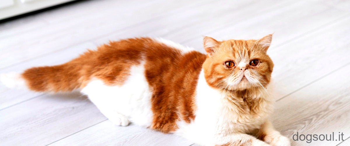 Cosa significa quando un gatto si strofina e miagola?