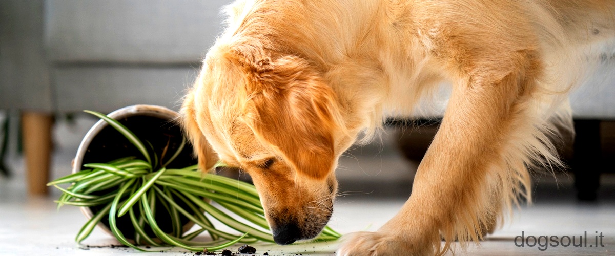 Cosa significa se il cane tossisce e vomita?