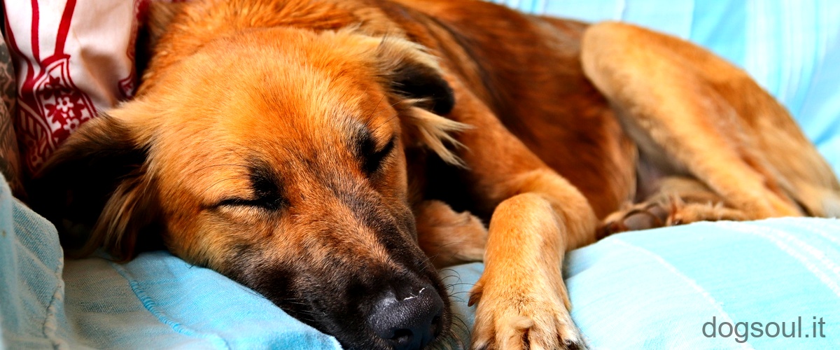 Cosa significa sognare un cane morente?