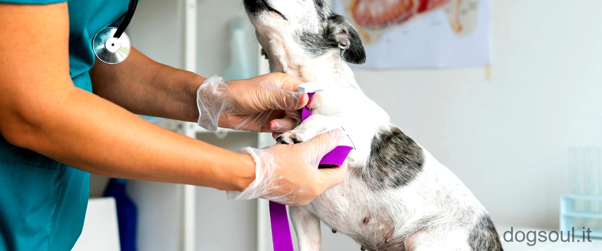Cosa succede dopo la sterilizzazione di una cane femmina?