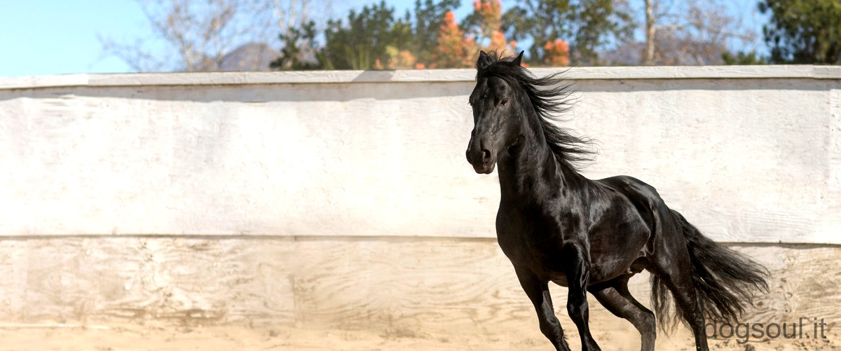 Dimensioni del pene nei cavalli: un confronto con altre specie animali