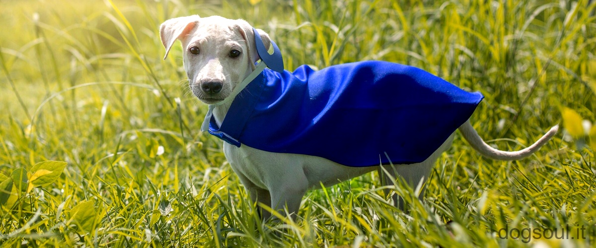 Domanda: Come abituare il cane a indossare un cappotto?