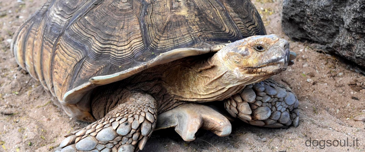 Domanda: Come avviene laccoppiamento delle tartarughe di terra?