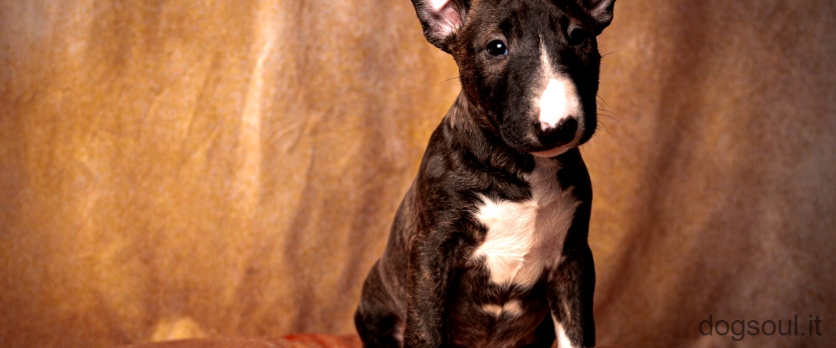 Domanda: Come capire se un cucciolo di Pitbull è originale?