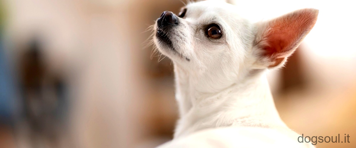 Domanda: Come curare lentropion nel cane?