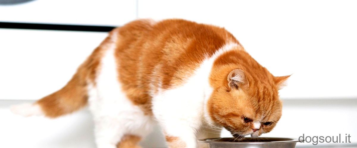 Domanda: Come curare linfiammazione anale del gatto?