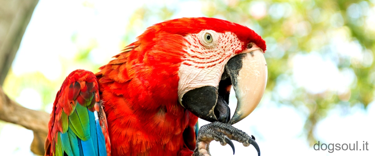 Domanda: Come dimostrano affetto i pappagalli inseparabili?