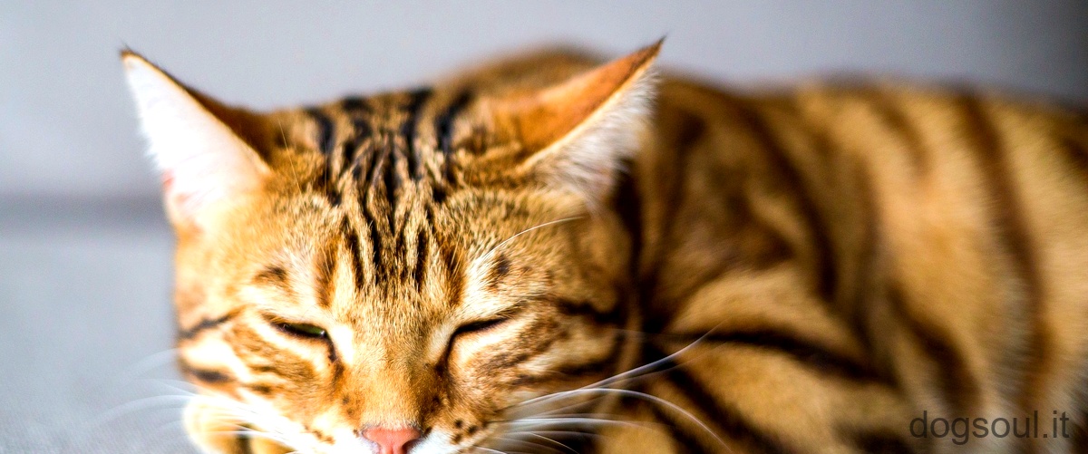 Domanda: Come eliminare il cattivo odore del gatto?